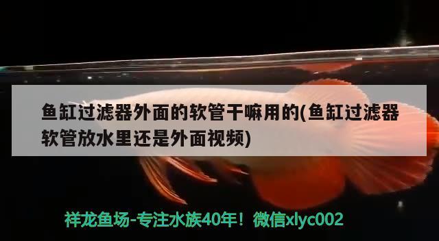 魚缸過濾器外面的軟管干嘛用的(魚缸過濾器軟管放水里還是外面視頻)