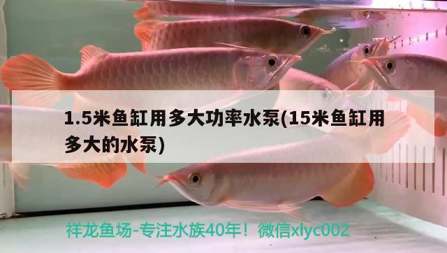 1.5米魚缸用多大功率水泵(15米魚缸用多大的水泵) 野生埃及神仙魚