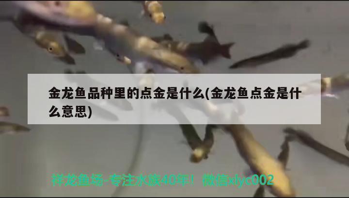 金龍魚品種里的點(diǎn)金是什么(金龍魚點(diǎn)金是什么意思)