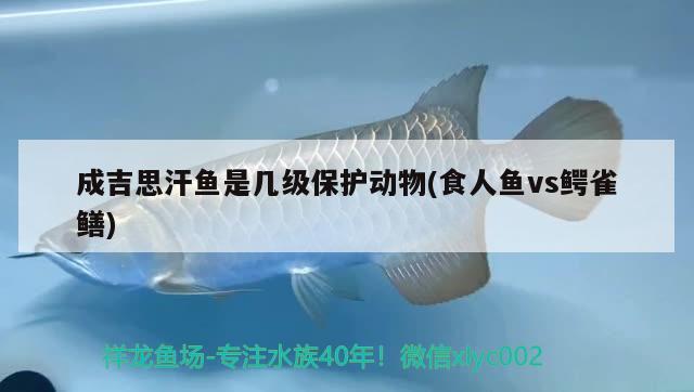 成吉思汗魚是幾級(jí)保護(hù)動(dòng)物(食人魚vs鱷雀鱔)