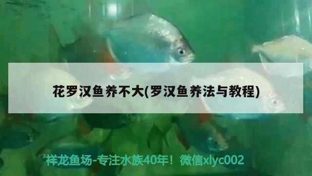 花羅漢魚養(yǎng)不大(羅漢魚養(yǎng)法與教程) 羅漢魚