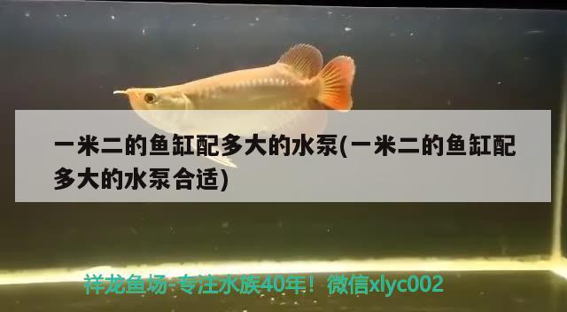 一米二的魚(yú)缸配多大的水泵(一米二的魚(yú)缸配多大的水泵合適)