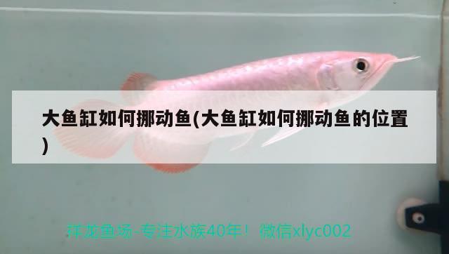 大魚(yú)缸如何挪動(dòng)魚(yú)(大魚(yú)缸如何挪動(dòng)魚(yú)的位置)