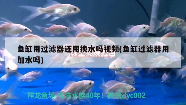 魚缸用過濾器還用換水嗎視頻(魚缸過濾器用加水嗎)