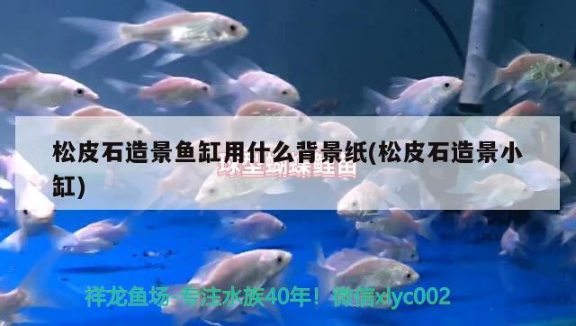 松皮石造景魚缸用什么背景紙(松皮石造景小缸)