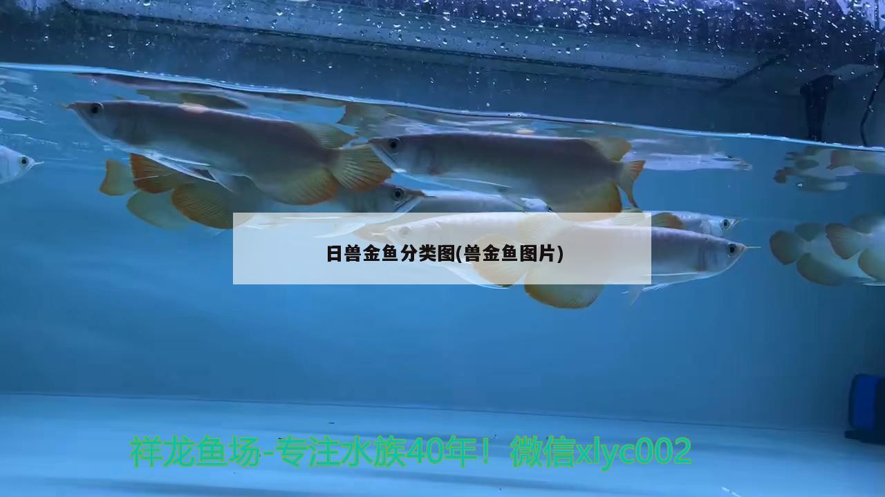 日獸金魚分類圖(獸金魚圖片) 觀賞魚