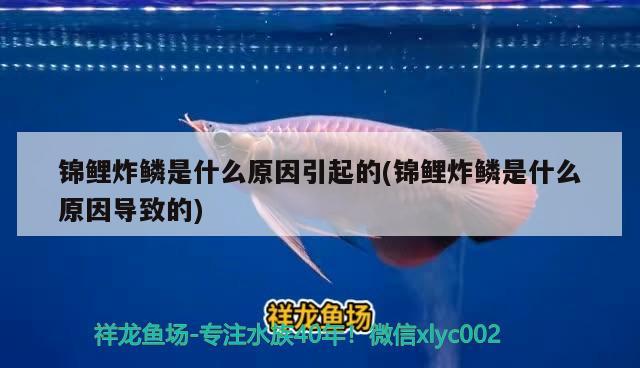 錦鯉炸鱗是什么原因引起的(錦鯉炸鱗是什么原因?qū)е碌? 觀賞魚