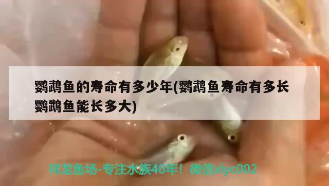 鸚鵡魚的壽命有多少年(鸚鵡魚壽命有多長鸚鵡魚能長多大) 鸚鵡魚