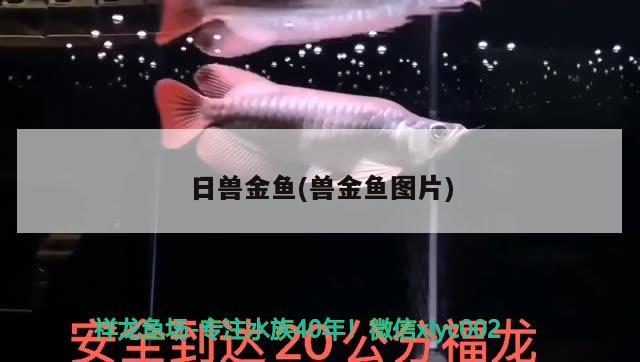 日獸金魚(獸金魚圖片) 觀賞魚