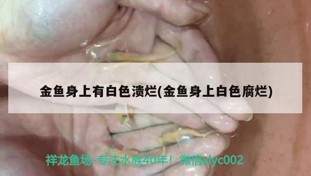 金魚身上有白色潰爛(金魚身上白色腐爛) 觀賞魚