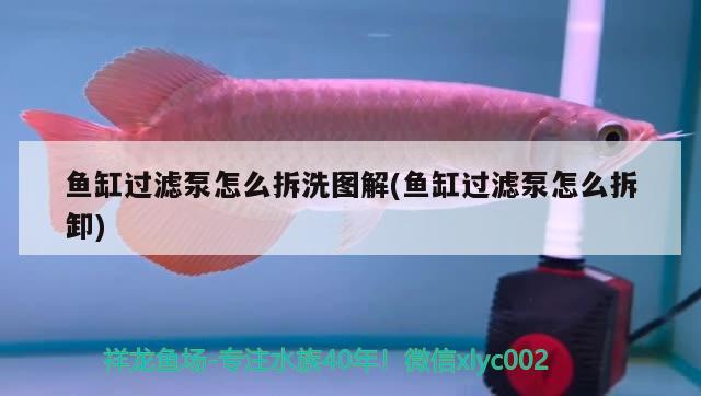 魚缸過濾泵怎么拆洗圖解(魚缸過濾泵怎么拆卸)