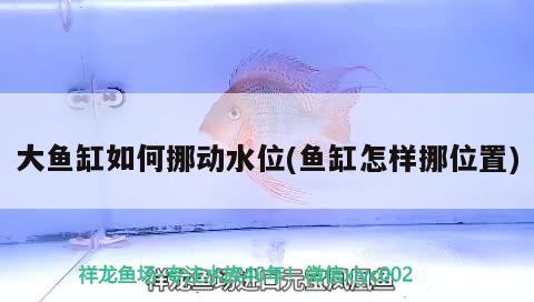 大魚缸如何挪動水位(魚缸怎樣挪位置) 泰國雪鯽魚