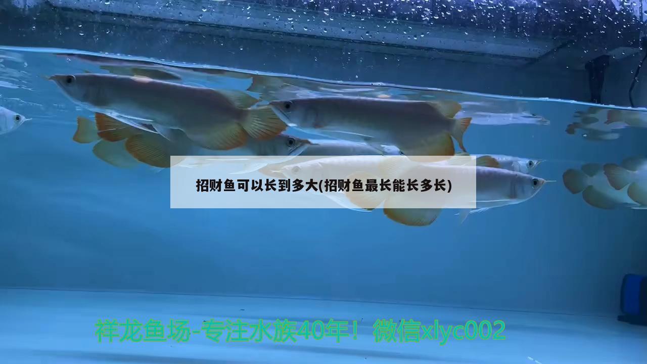 招財魚可以長到多大(招財魚最長能長多長)