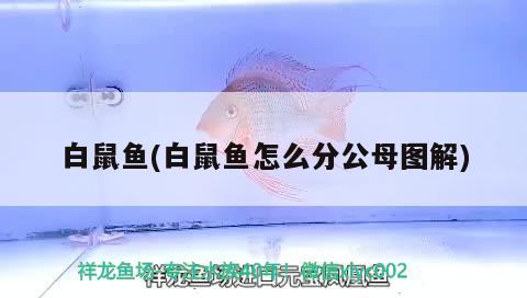 白鼠魚(白鼠魚怎么分公母圖解) 觀賞魚