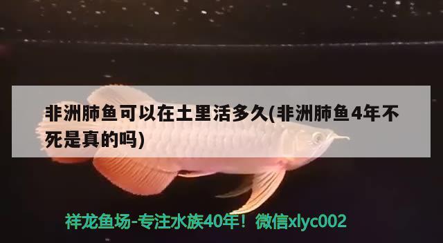 非洲肺魚可以在土里活多久(非洲肺魚4年不死是真的嗎)