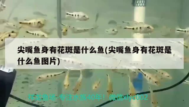 尖嘴魚身有花斑是什么魚(尖嘴魚身有花斑是什么魚圖片) 觀賞魚