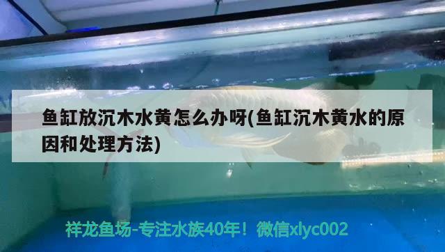 魚缸放沉木水黃怎么辦呀(魚缸沉木黃水的原因和處理方法)