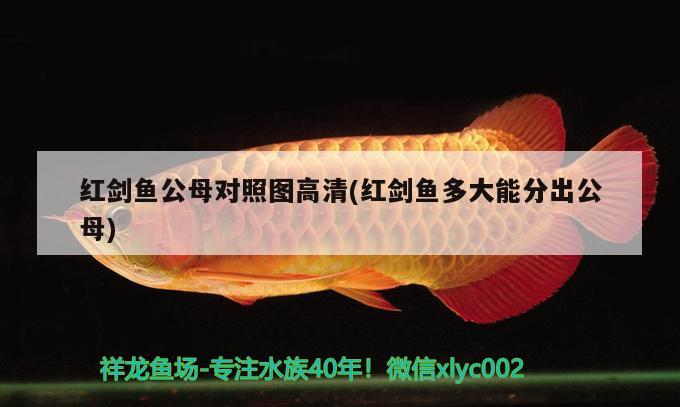 紅劍魚(yú)公母對(duì)照?qǐng)D高清(紅劍魚(yú)多大能分出公母)