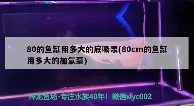 80的魚缸用多大的底吸泵(80cm的魚缸用多大的加氧泵) 祥龍超血紅龍魚