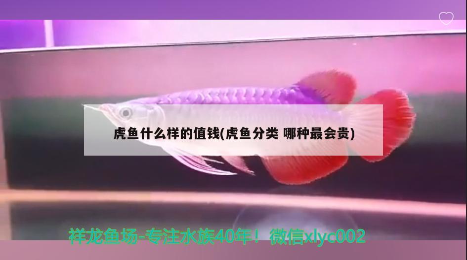 虎魚什么樣的值錢(虎魚分類哪種最會貴) 虎魚百科