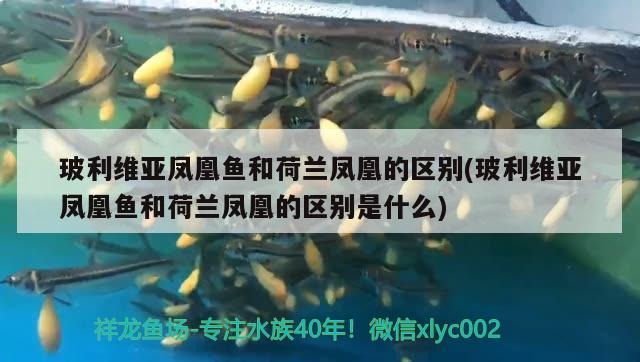 玻利維亞鳳凰魚和荷蘭鳳凰的區(qū)別(玻利維亞鳳凰魚和荷蘭鳳凰的區(qū)別是什么)