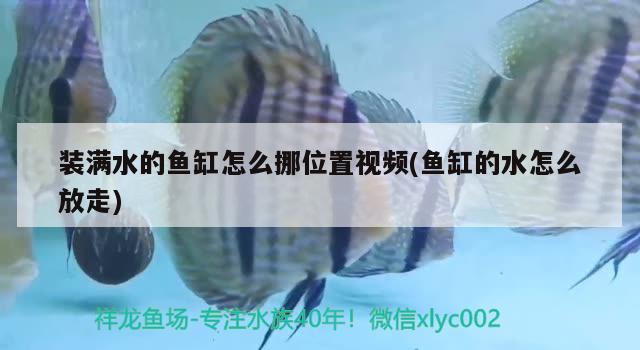 裝滿水的魚缸怎么挪位置視頻(魚缸的水怎么放走)