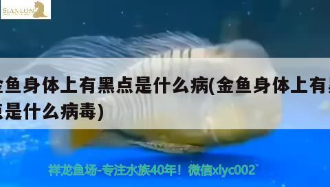 金魚身體上有黑點是什么病(金魚身體上有黑點是什么病毒)