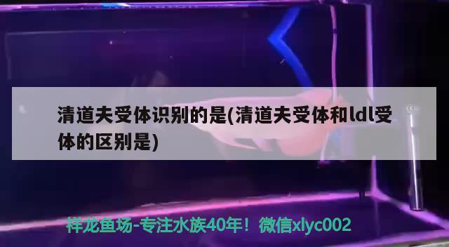 清道夫受體識(shí)別的是(清道夫受體和ldl受體的區(qū)別是) 觀賞魚