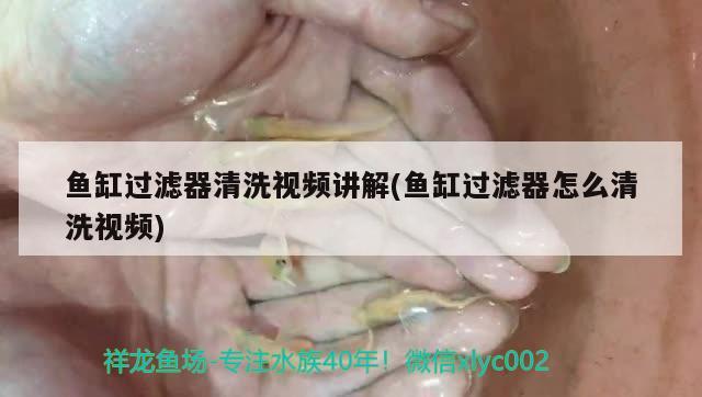 魚缸過濾器清洗視頻講解(魚缸過濾器怎么清洗視頻)