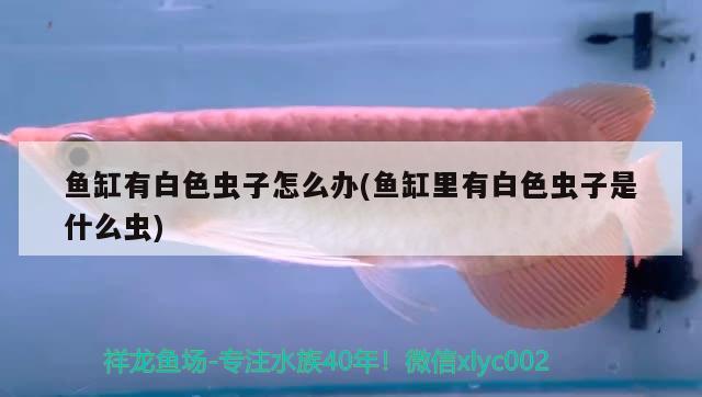 魚缸有白色蟲子怎么辦(魚缸里有白色蟲子是什么蟲) 圖騰金龍魚