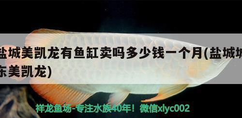 鹽城美凱龍有魚缸賣嗎多少錢一個(gè)月(鹽城城東美凱龍) 朱巴利魚