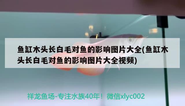 魚缸木頭長白毛對魚的影響圖片大全(魚缸木頭長白毛對魚的影響圖片大全視頻) 生態(tài)瓶/創(chuàng)意缸/桌面微景缸