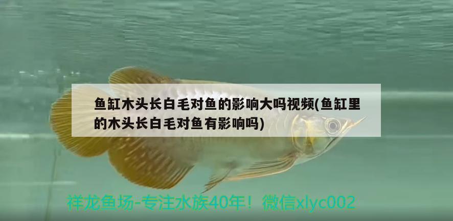 魚(yú)缸木頭長(zhǎng)白毛對(duì)魚(yú)的影響大嗎視頻(魚(yú)缸里的木頭長(zhǎng)白毛對(duì)魚(yú)有影響嗎) 熱帶魚(yú)魚(yú)苗批發(fā)