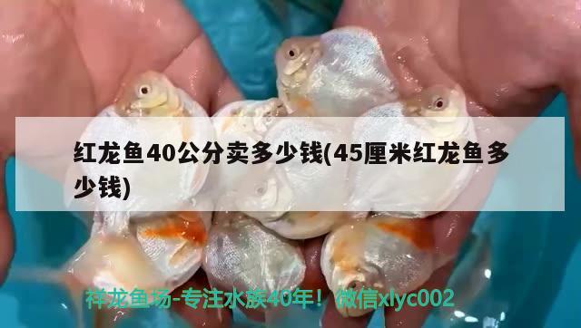 紅龍魚40公分賣多少錢(45厘米紅龍魚多少錢)