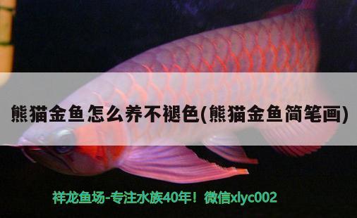 熊貓金魚怎么養(yǎng)不褪色(熊貓金魚簡筆畫)