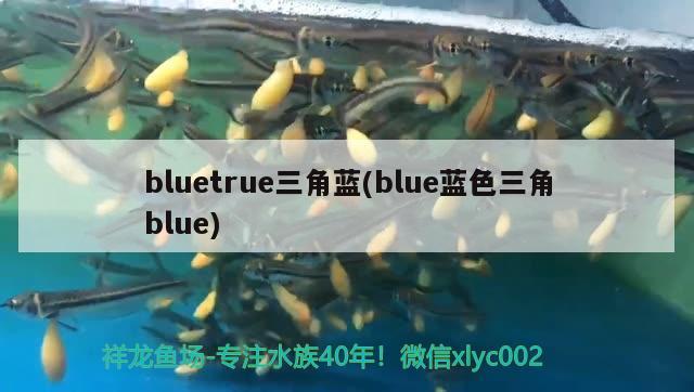 bluetrue三角藍(lán)(blue藍(lán)色三角blue)