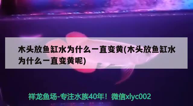 木頭放魚缸水為什么一直變黃(木頭放魚缸水為什么一直變黃呢) 廣州水族器材濾材批發(fā)市場 第2張