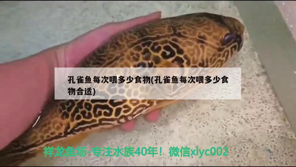 孔雀魚每次喂多少食物(孔雀魚每次喂多少食物合適) 觀賞魚