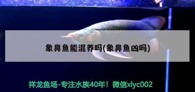 象鼻魚能混養(yǎng)嗎(象鼻魚兇嗎)