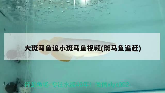 大斑馬魚追小斑馬魚視頻(斑馬魚追趕) 觀賞魚