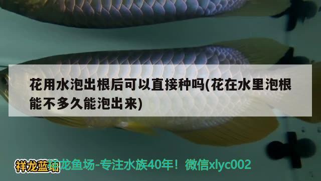 花用水泡出根后可以直接種嗎(花在水里泡根能不多久能泡出來) 觀賞魚