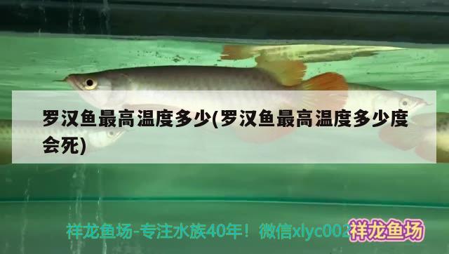 羅漢魚最高溫度多少(羅漢魚最高溫度多少度會死) 羅漢魚