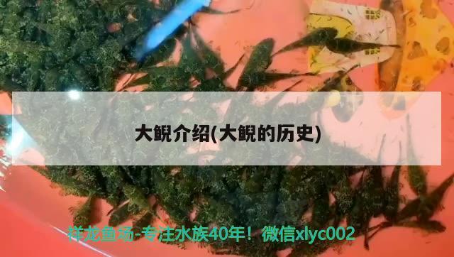 大鯢介紹(大鯢的歷史) 觀賞魚