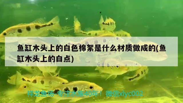 魚缸木頭上的白色棉絮是什么材質(zhì)做成的(魚缸木頭上的白點)