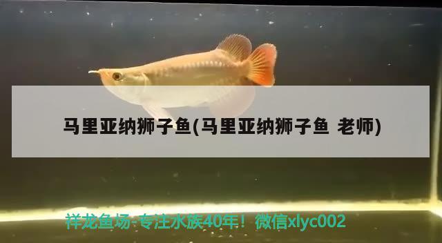 馬里亞納獅子魚(馬里亞納獅子魚老師)