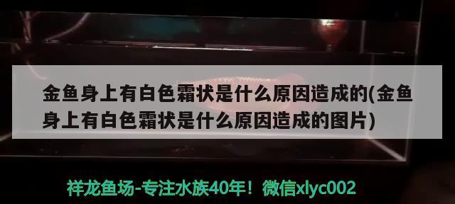 金魚身上有白色霜狀是什么原因造成的(金魚身上有白色霜狀是什么原因造成的圖片)