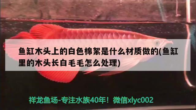 魚缸木頭上的白色棉絮是什么材質(zhì)做的(魚缸里的木頭長(zhǎng)白毛毛怎么處理) 其他益生菌