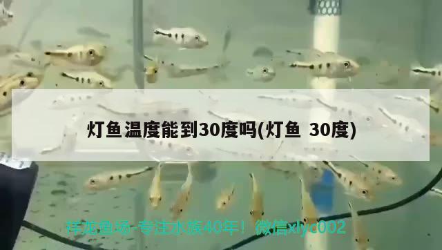 燈魚溫度能到30度嗎(燈魚30度)