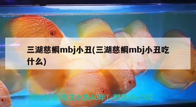 三湖慈鯛mbj小丑(三湖慈鯛mbj小丑吃什么) 觀賞魚