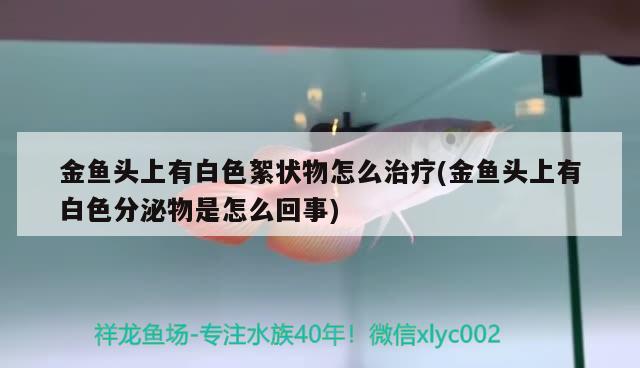 金魚頭上有白色絮狀物怎么治療(金魚頭上有白色分泌物是怎么回事) 觀賞魚